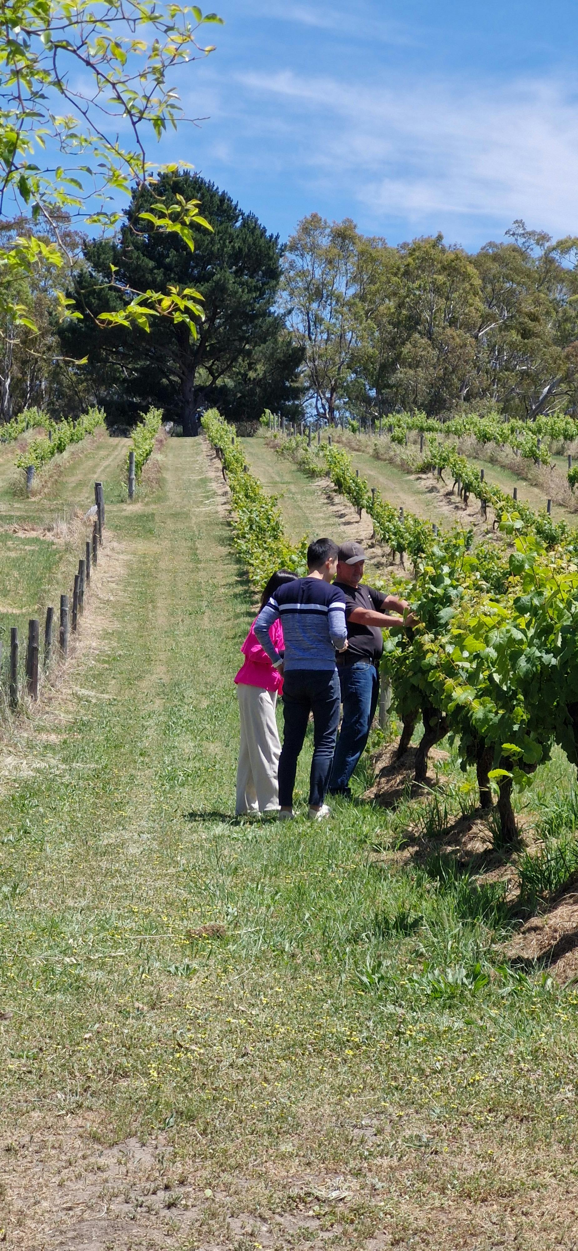 Colin showing guests the vineyard