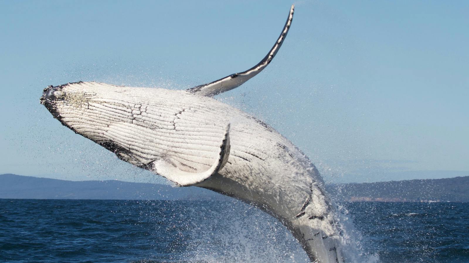 Breaching humpback whale, Merimbula 2016
