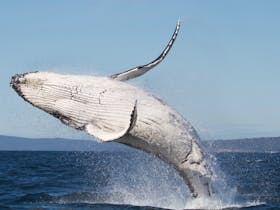 Breaching humpback whale, Merimbula 2016