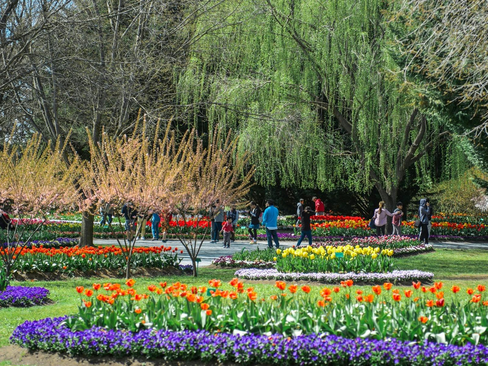 Tulip Top Gardens