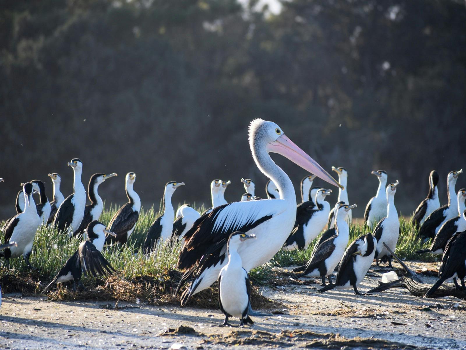 Australian Pelican