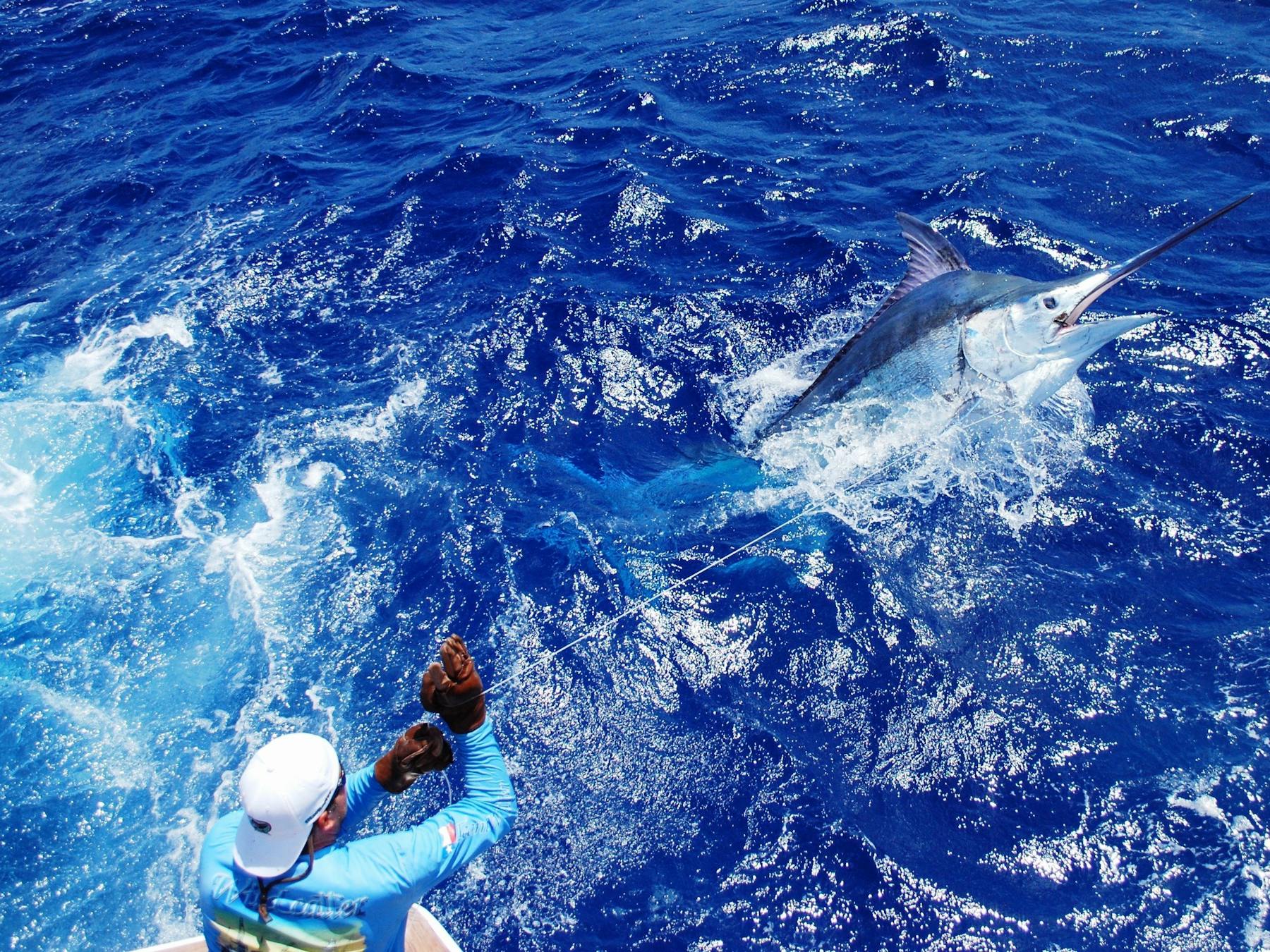 800 pound Black Marlin Calypso