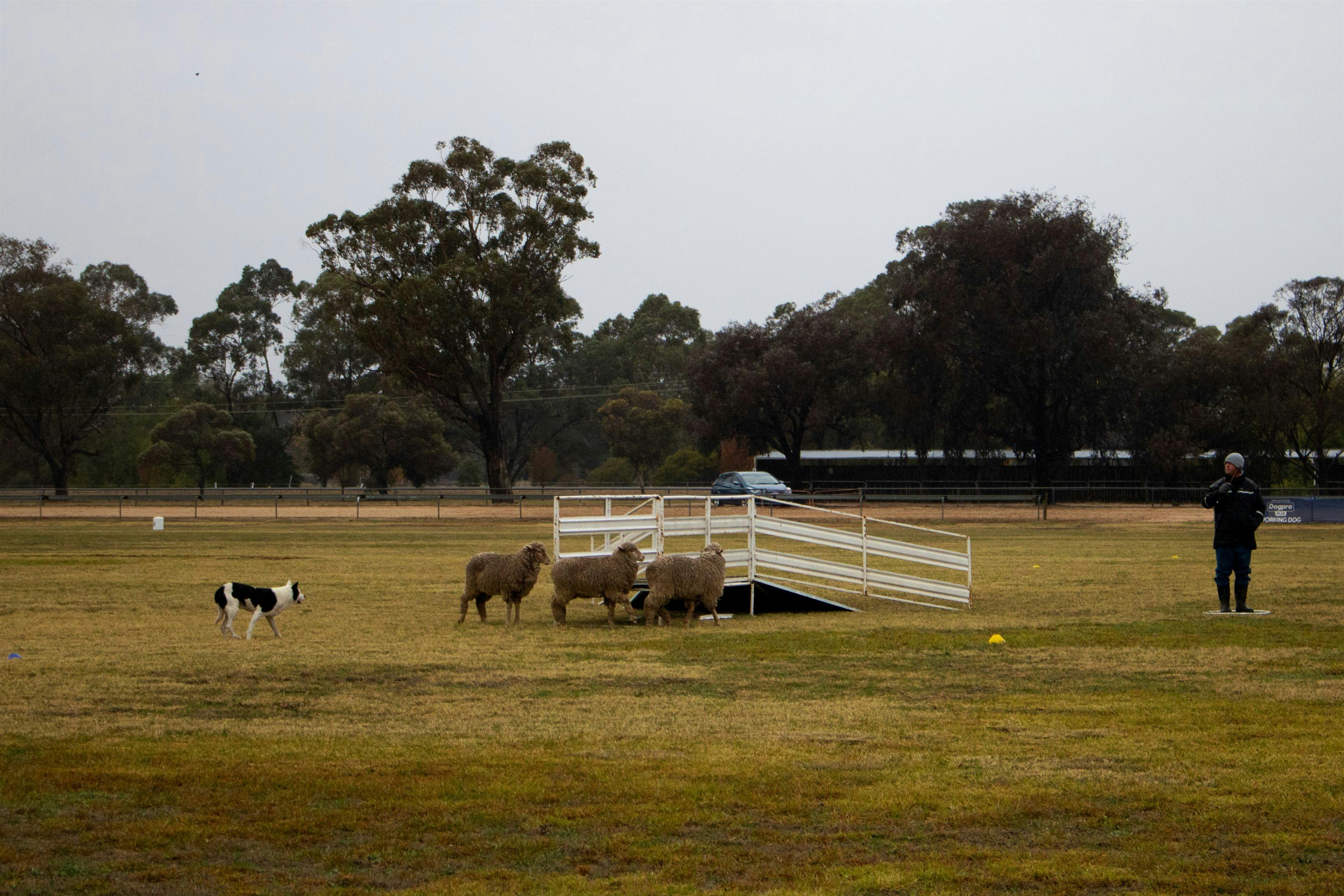 Border Collie dog rounding up three sheep after they jump off a ramp, the trailler watches on