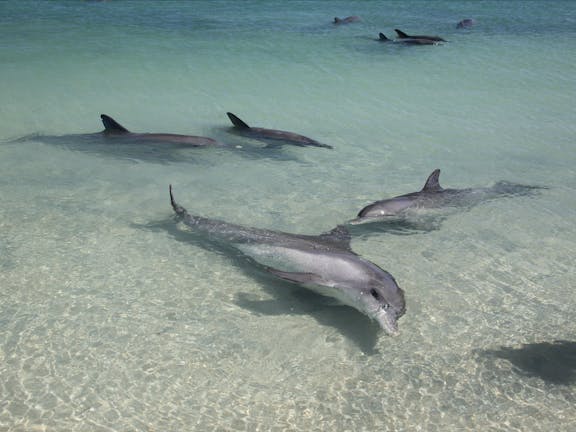 Dolphins of Monkey Mia