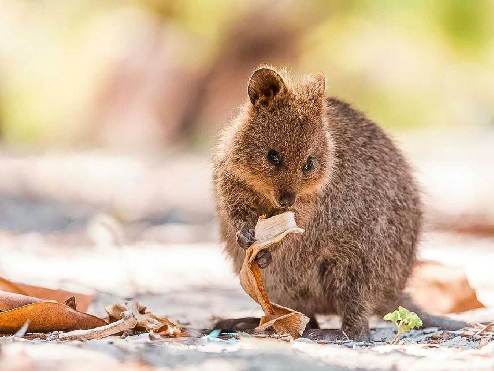 quokka