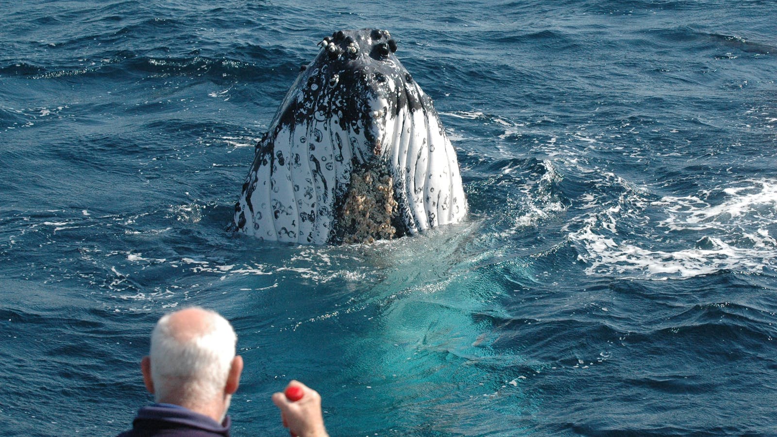 Whale Watch Experience/Pacific Explorer