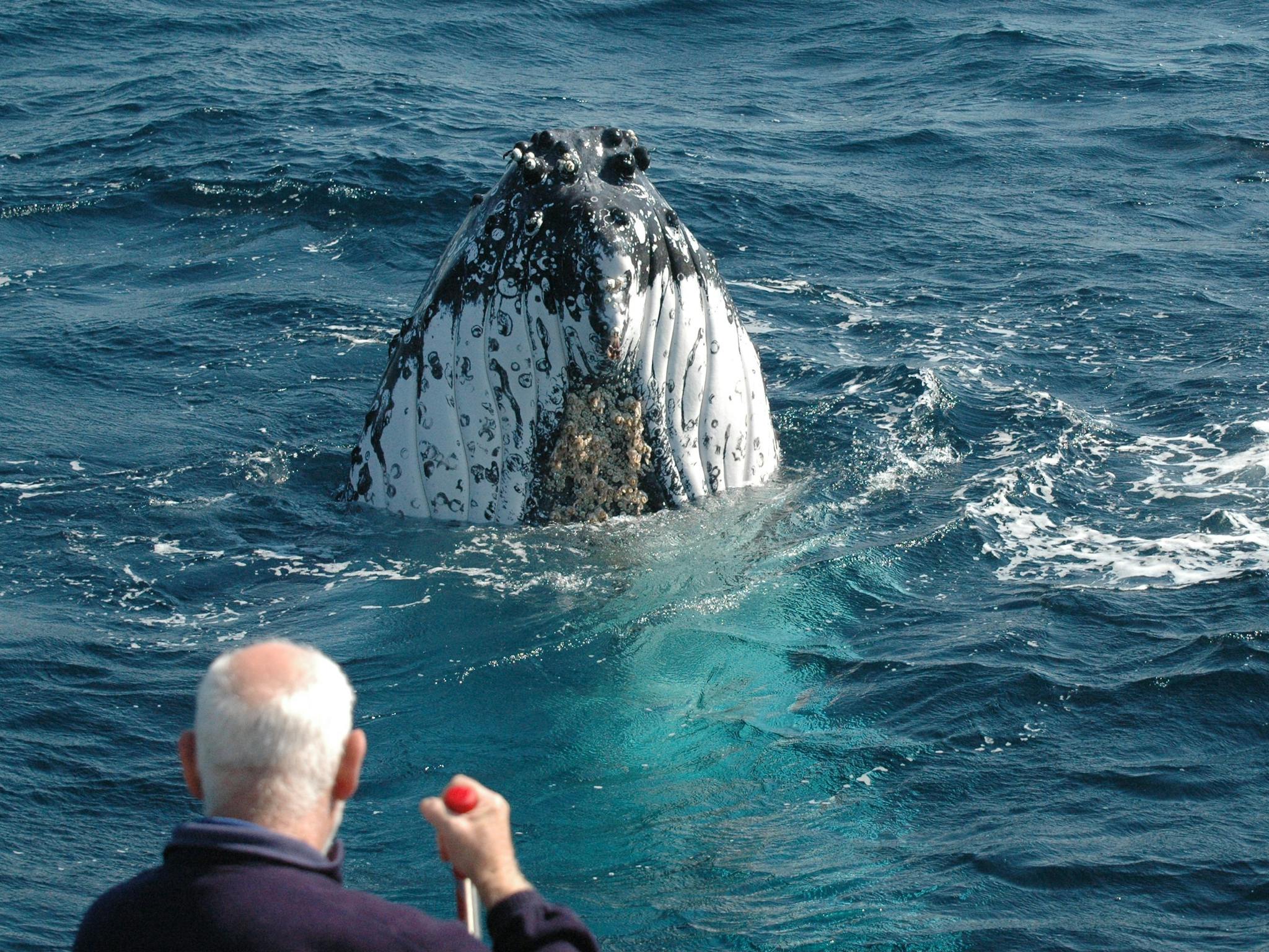 Whale Watch Experience/Pacific Explorer