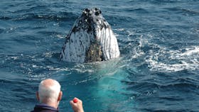whale spy hopping looking at us only metres from the boat