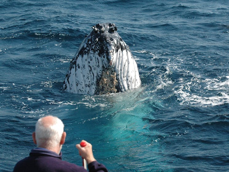 whale spy hopping looking at us only metres from the boat