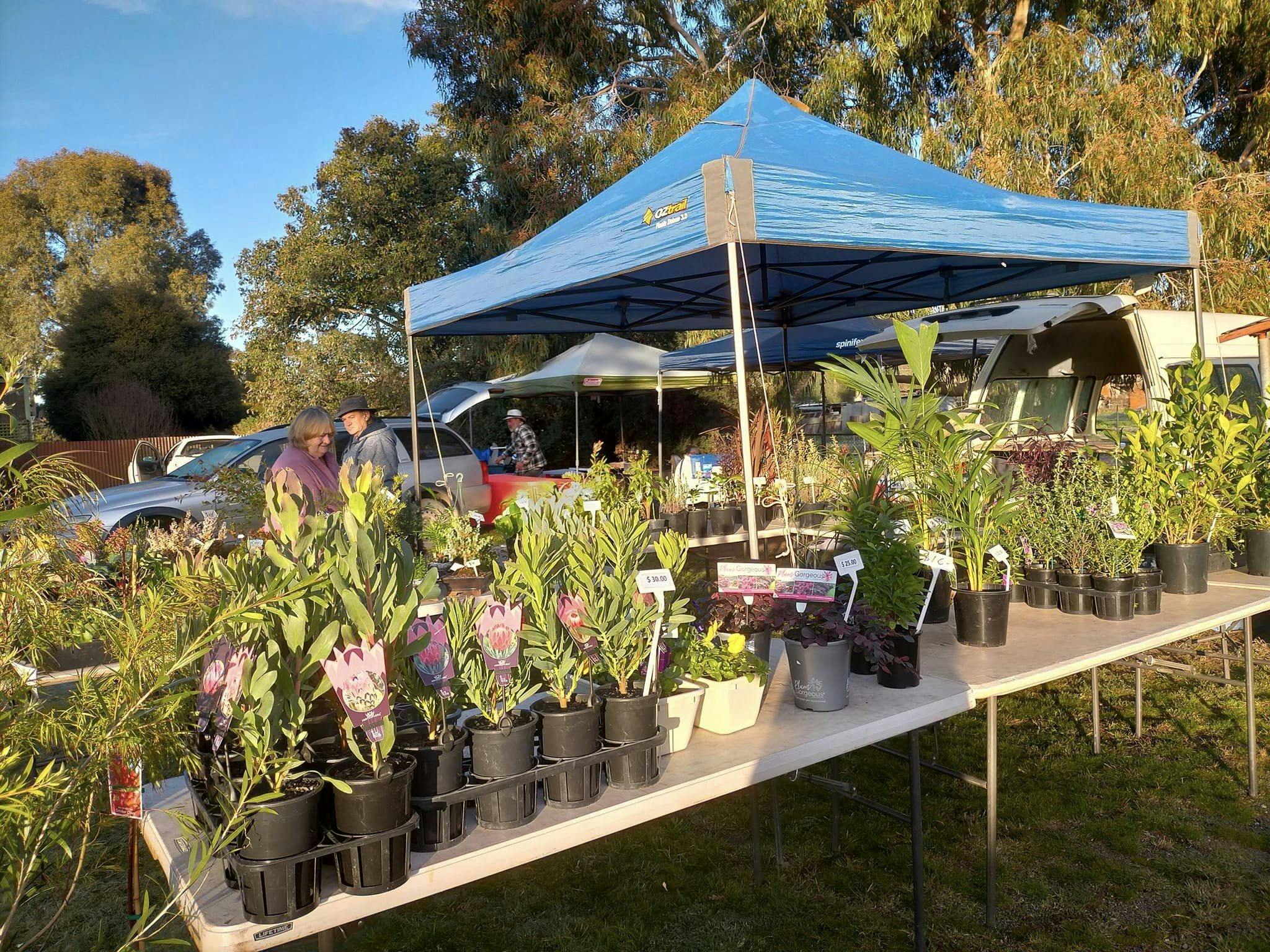 Plants for sale at the Devenish Makers Market