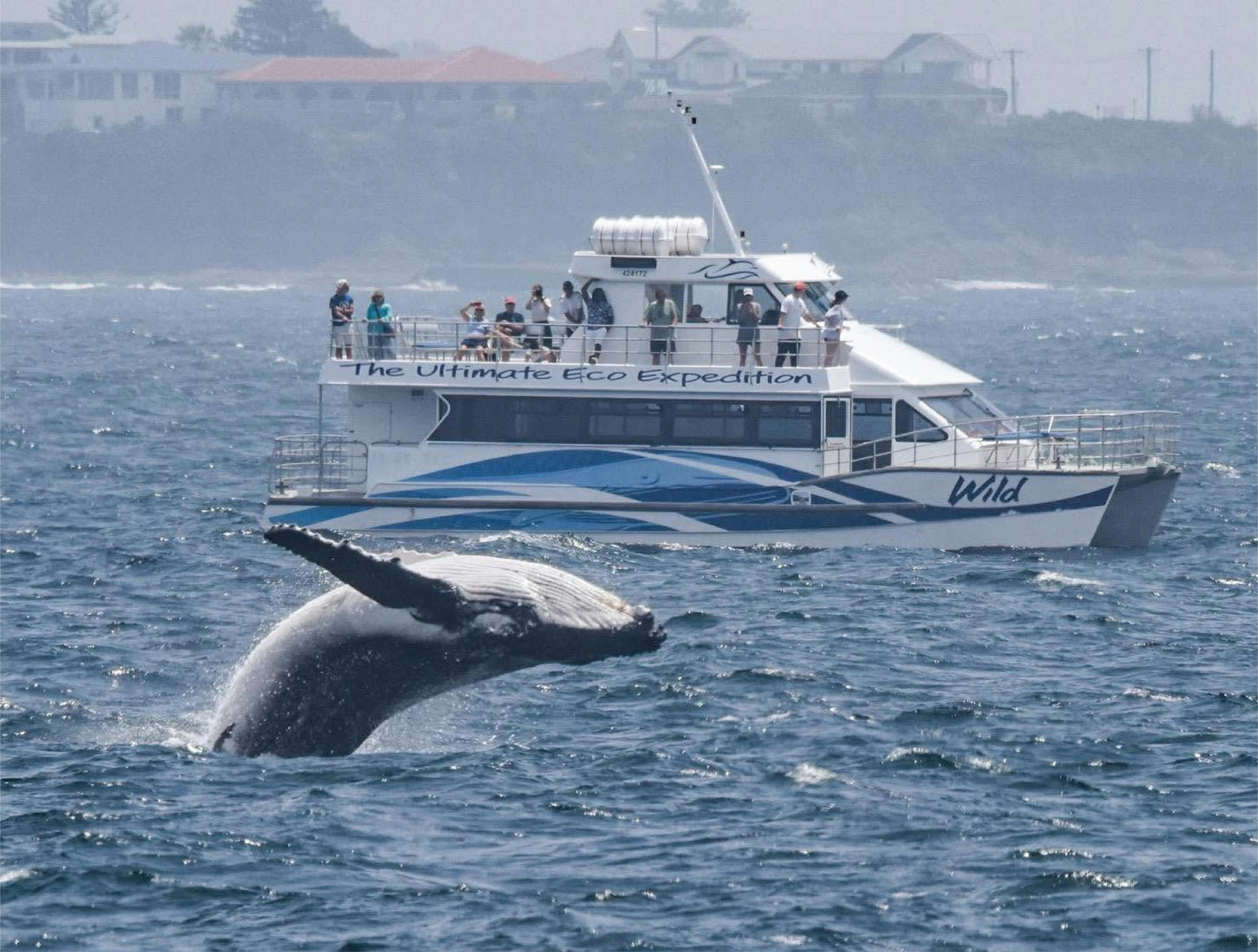 whale breaching in front of boat