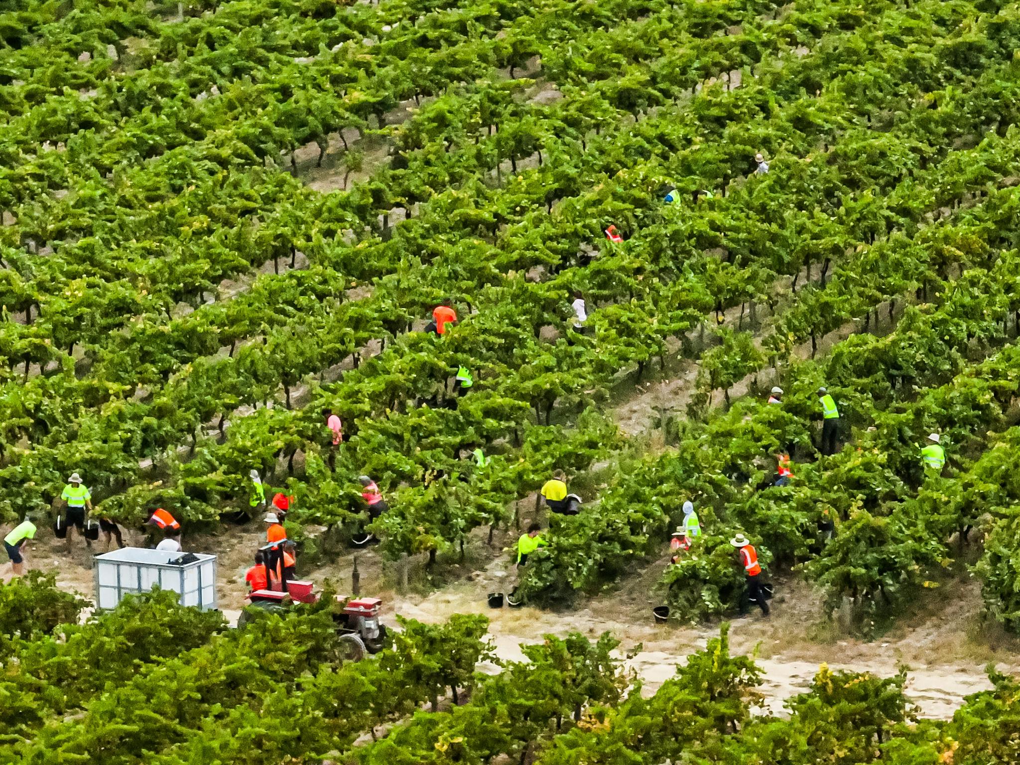 Grape Picking