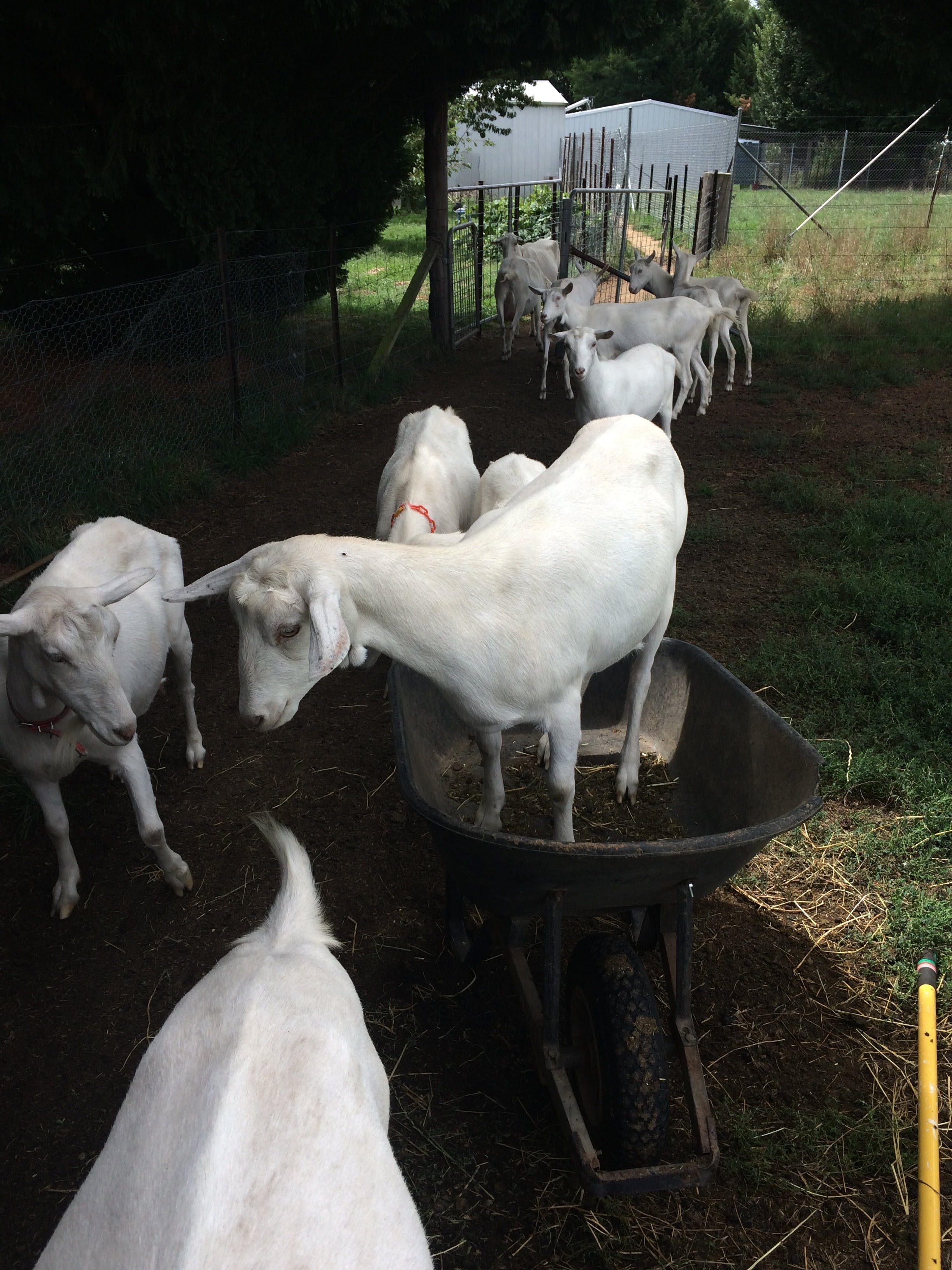 Sunhill Dairy Goats - dairy does, milking does