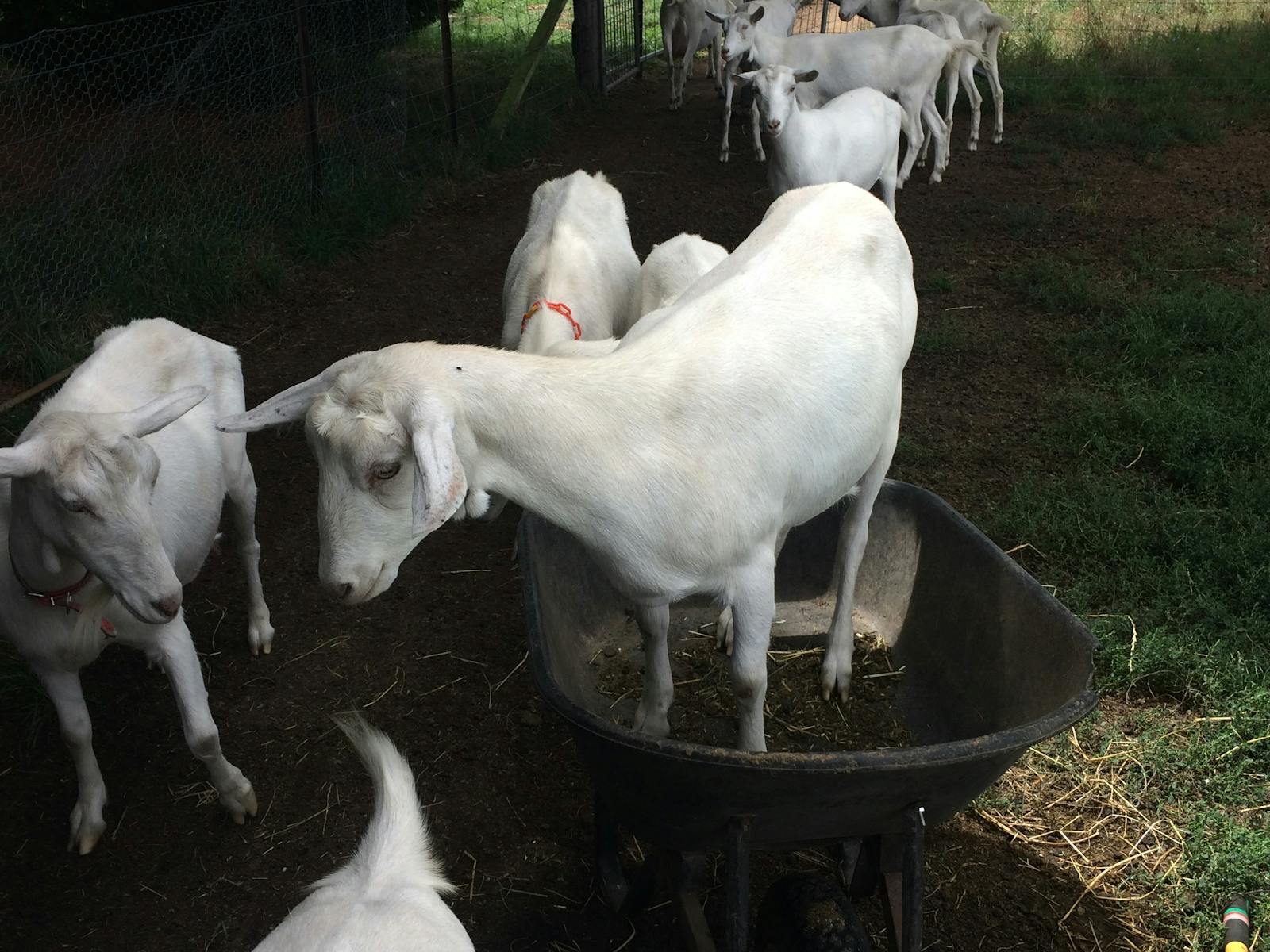 Sunhill Dairy Goats - dairy does, milking does