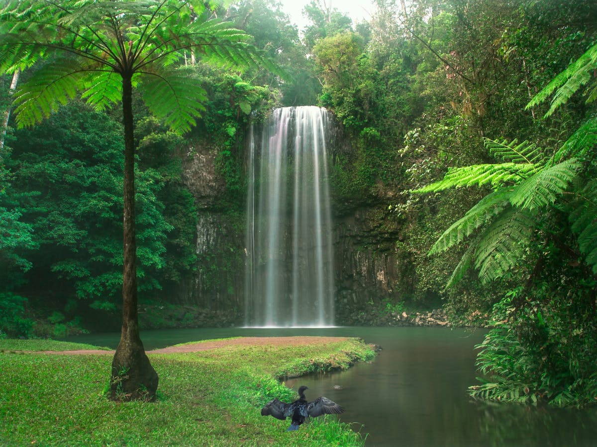 Millaa Millaa Falls, Atherton Tablelands