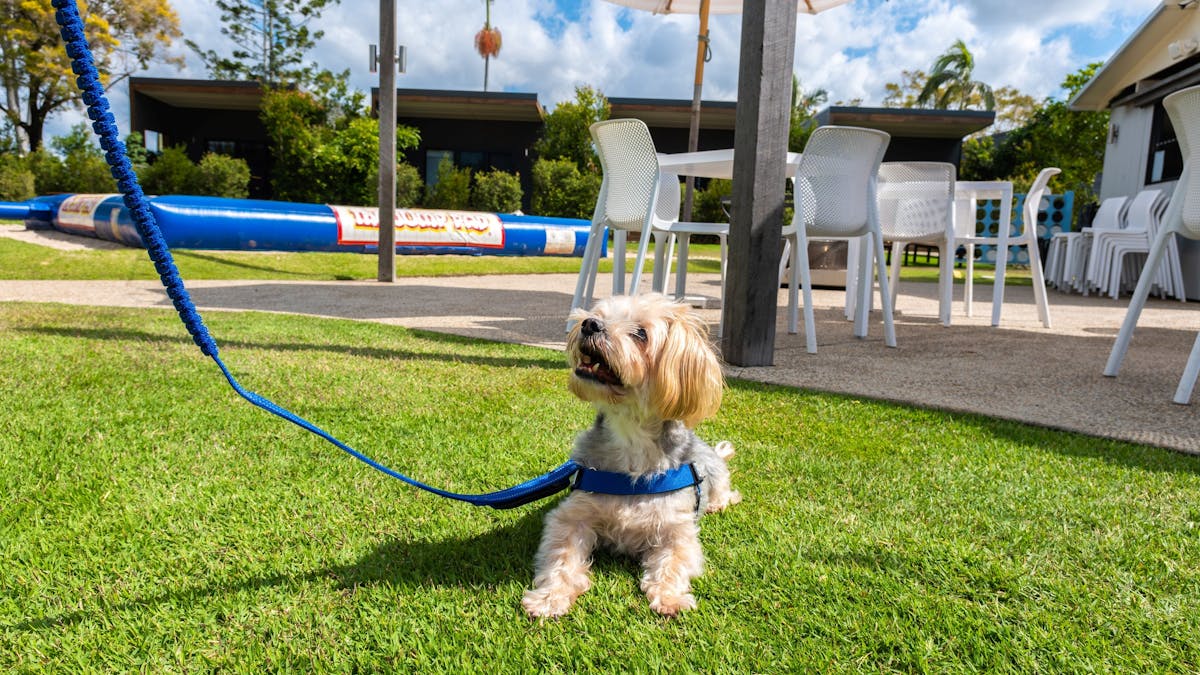 Pets are welcome on sites