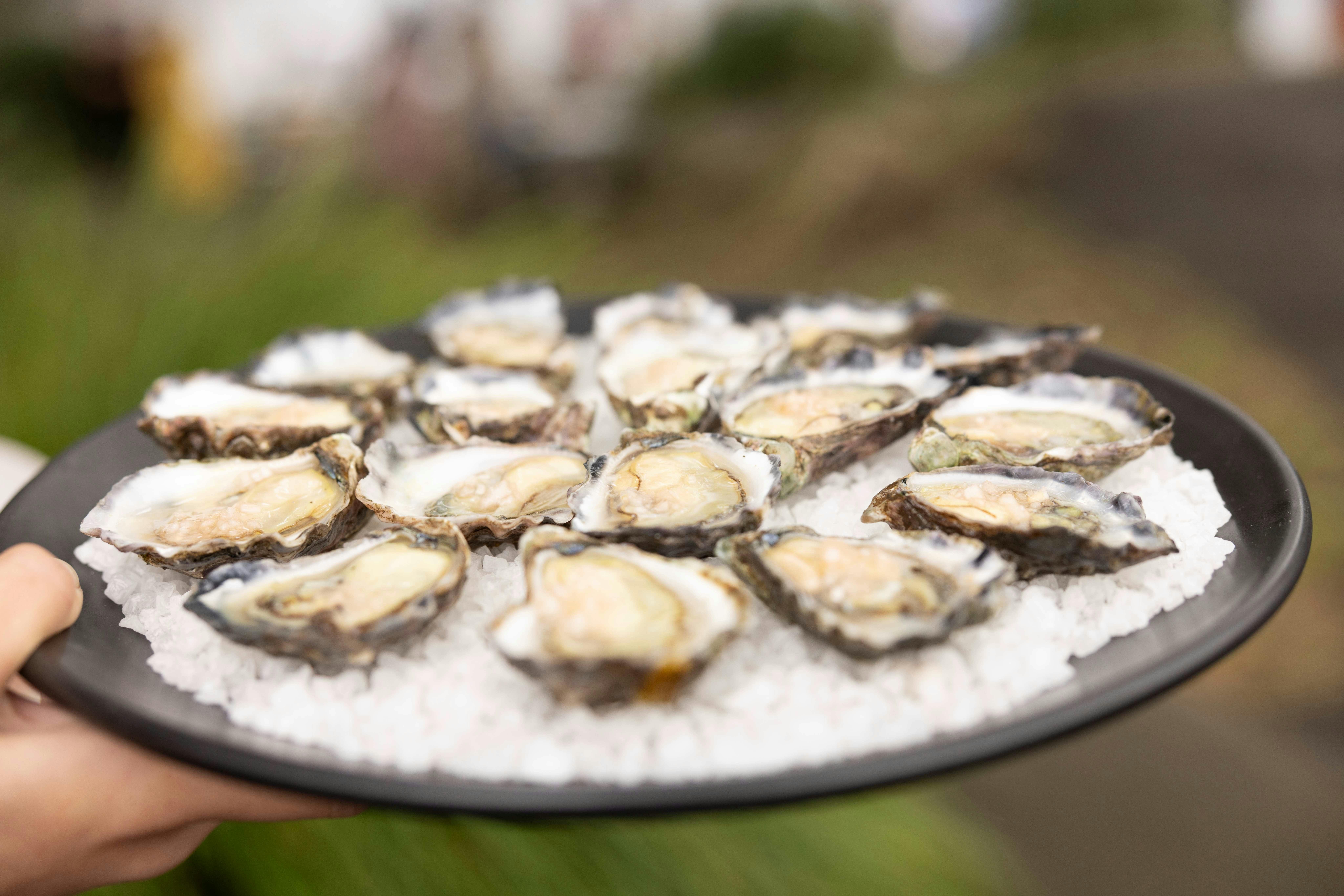 Oysters