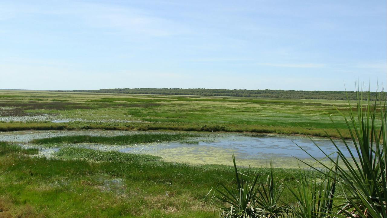 Fogg Dam wetlands