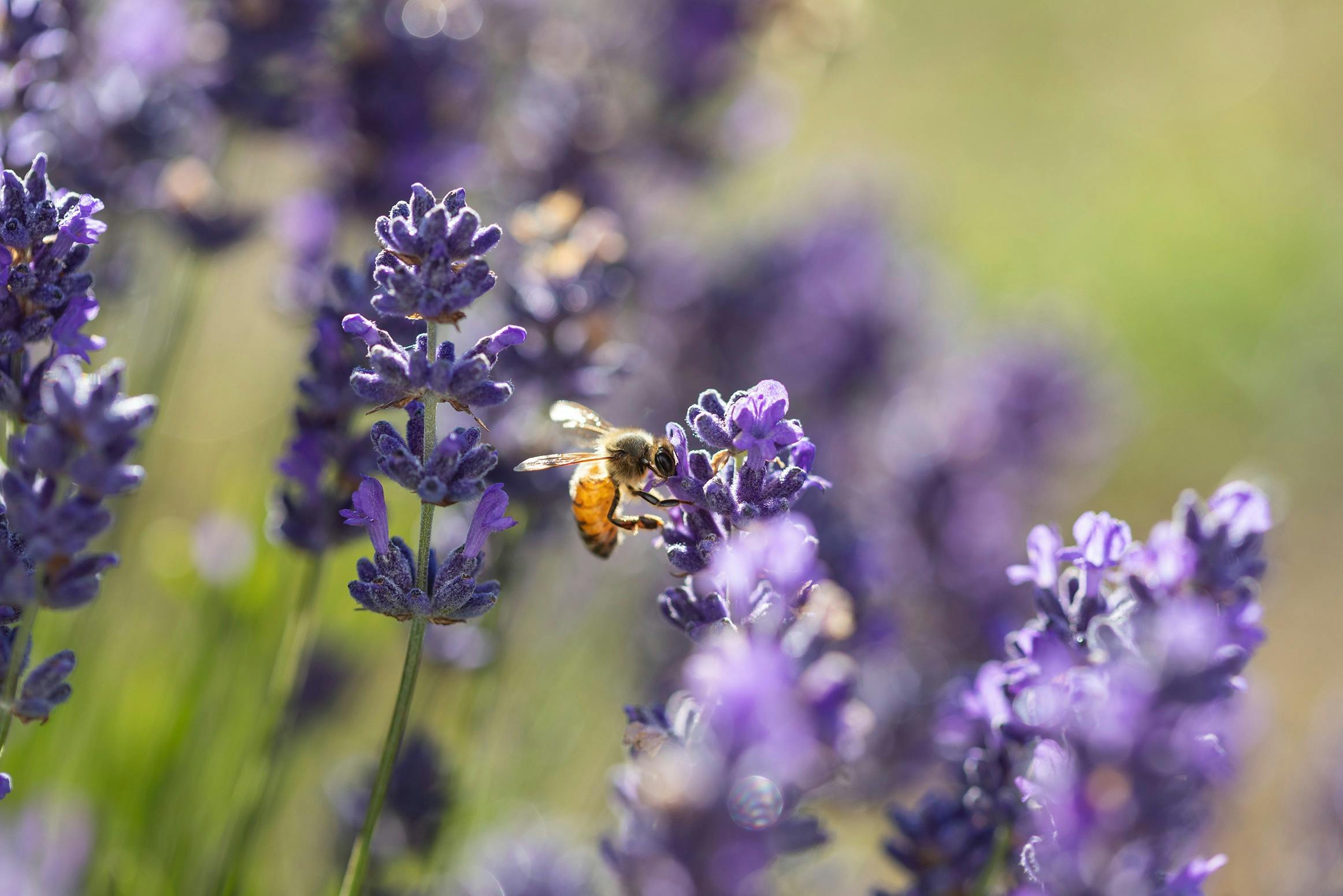 Jurlique Farm Tour & Hills Long Lunch