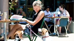Fat Frog Beach Cafe dog friendly