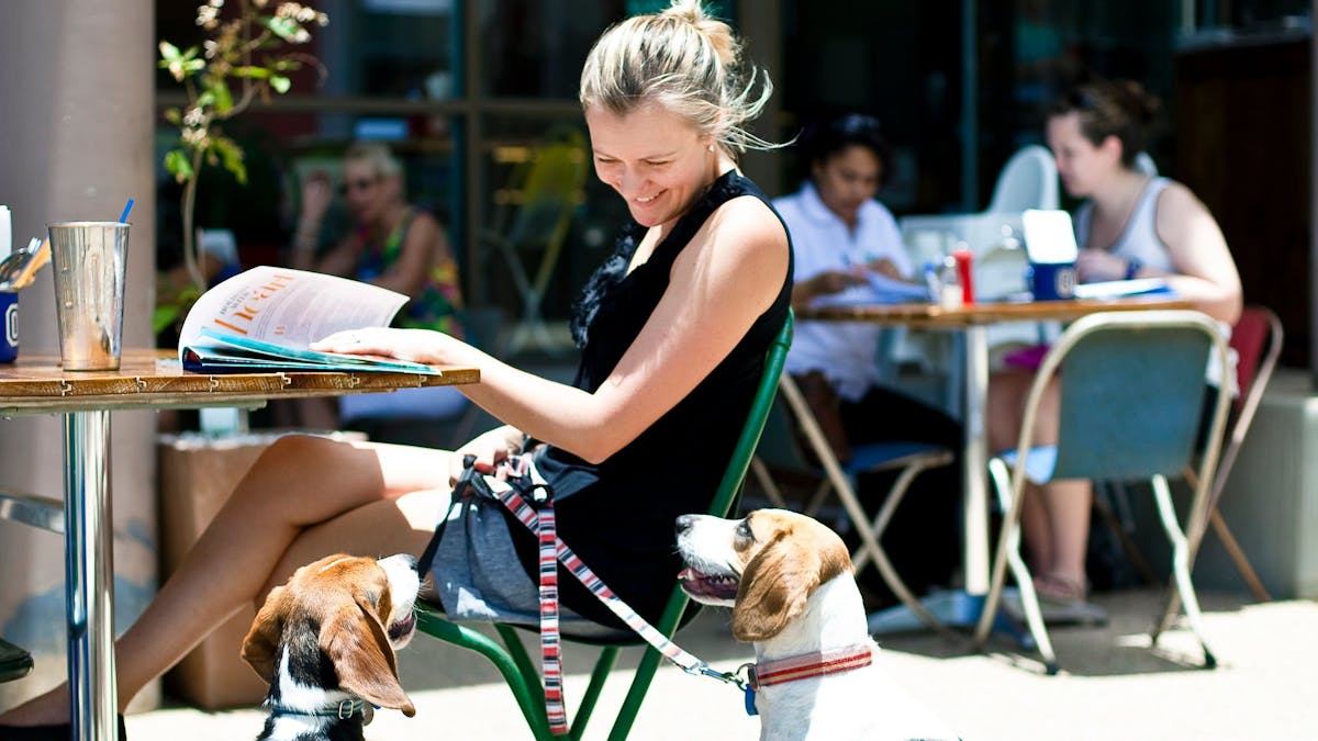 Fat Frog Beach Cafe dog friendly
