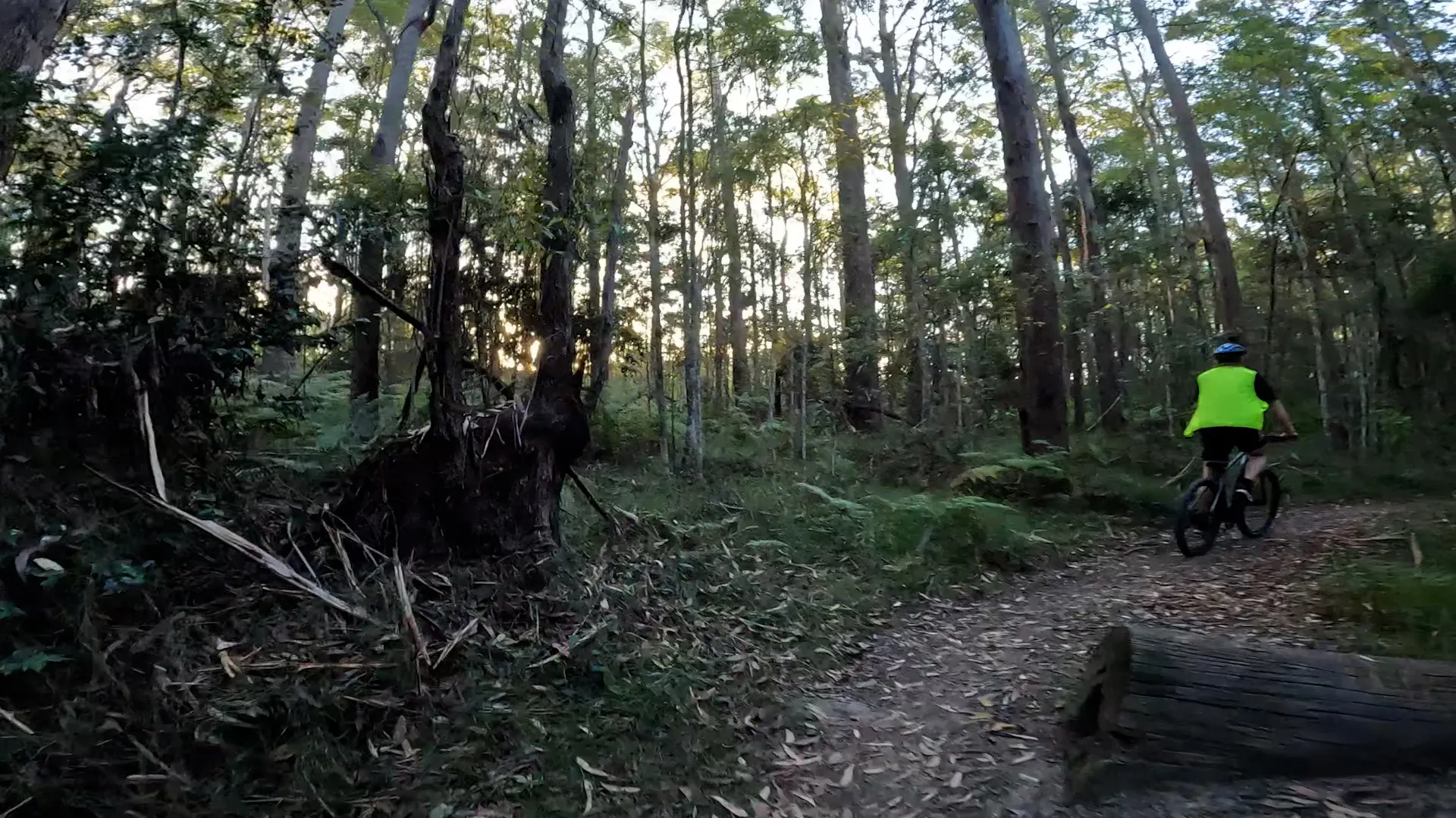 Riding through sub-tropical rainforest Parklands MTB trail