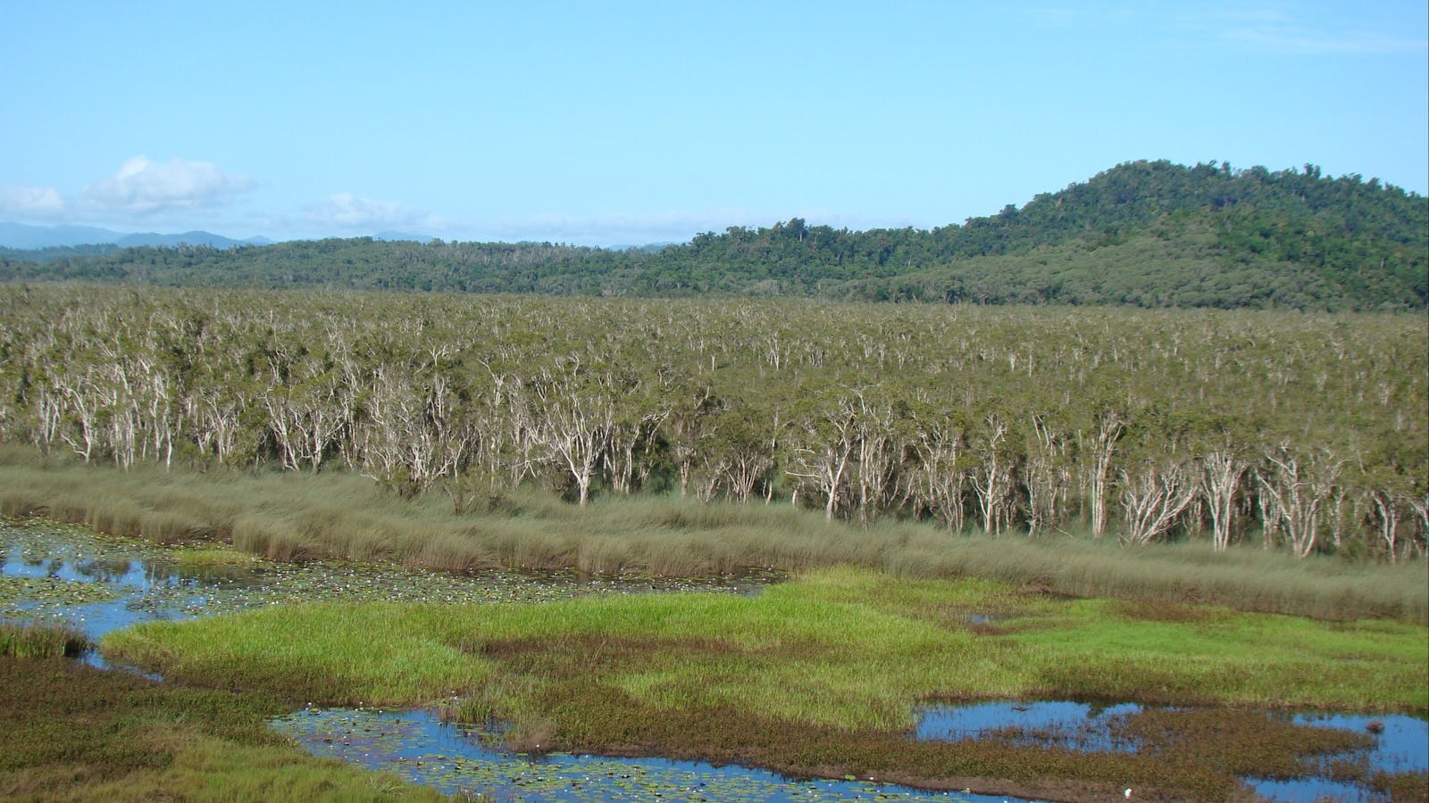 Eubenangee Swamp National Park