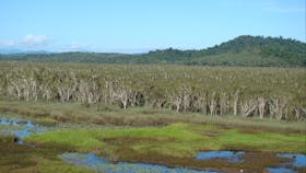 Paperbark forest in Eubenangee Swamp