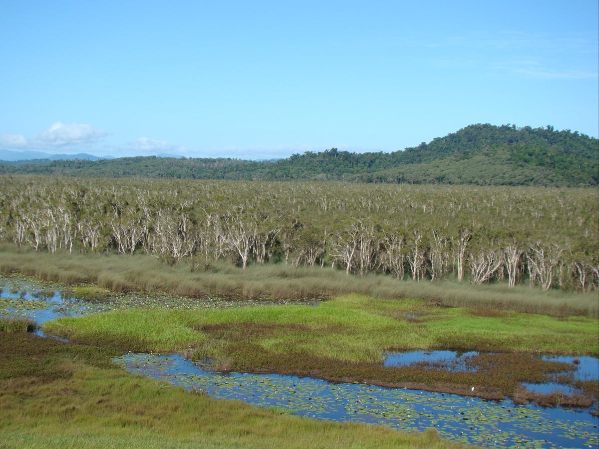 Paperbark forest in Eubenangee Swamp