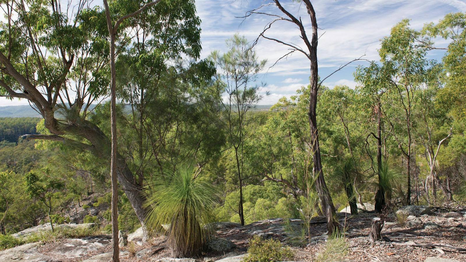 Bunya Mountains National Park