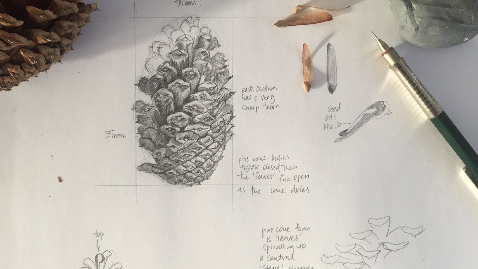 Sketching items from nature