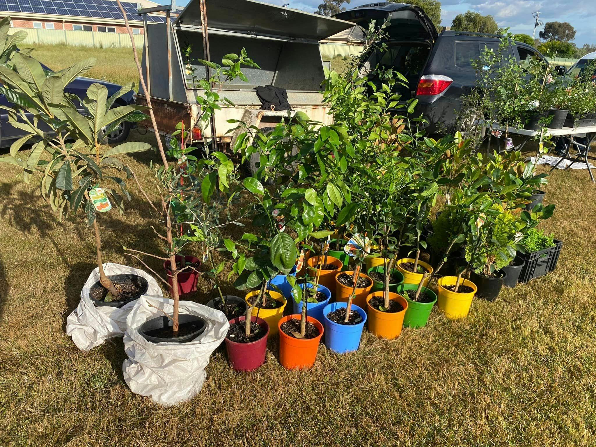 stall selling plants