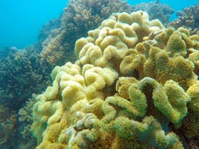Some of the coral from the fringing reefs around Shute Harbour, Airlie Beach