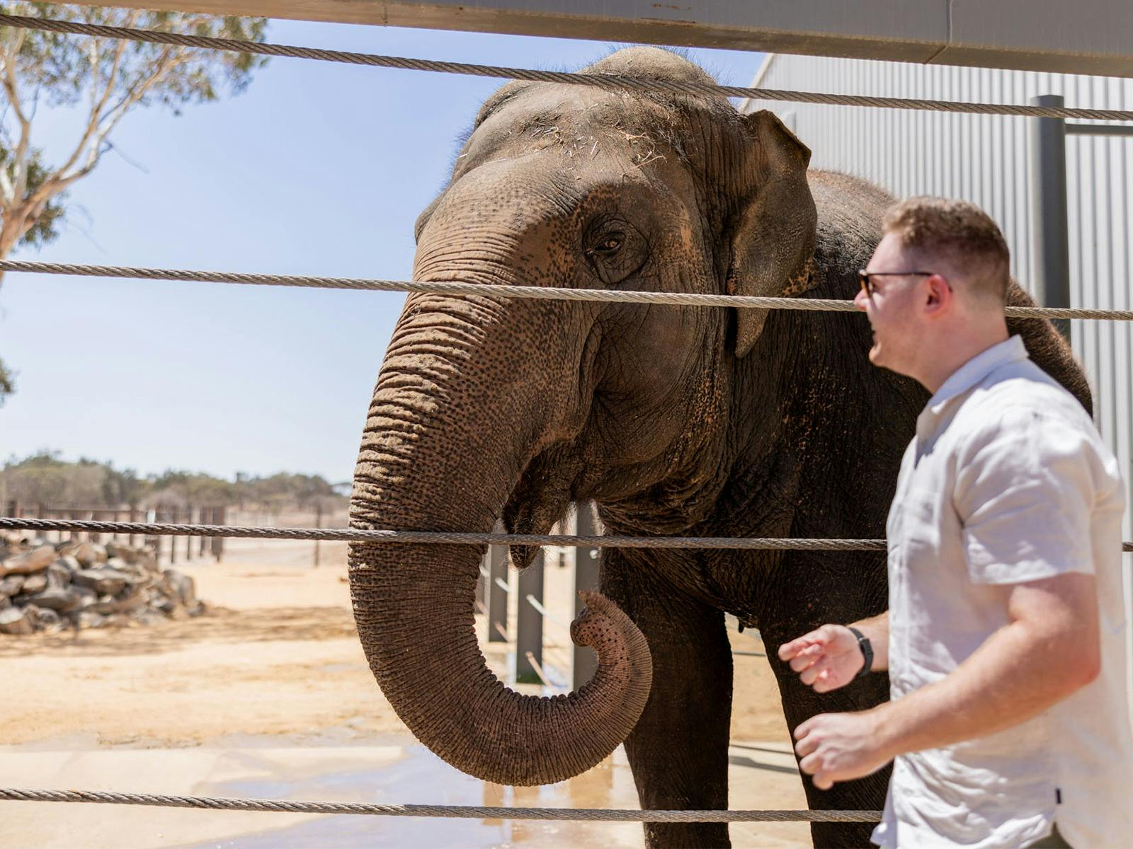 A VIP Asian Elephant Experience