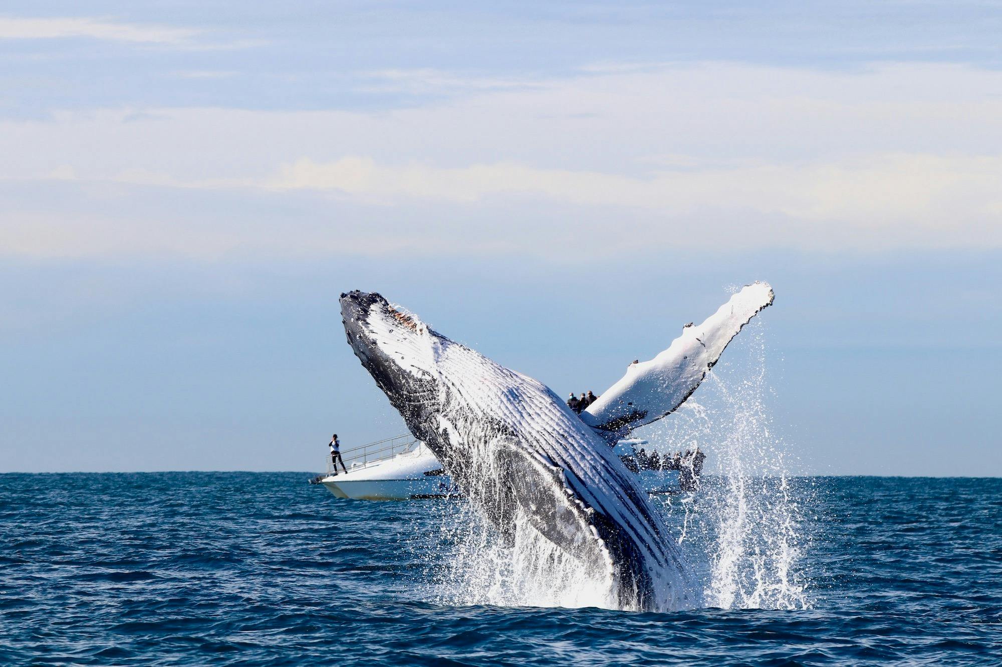 Whale Watching CoastXP