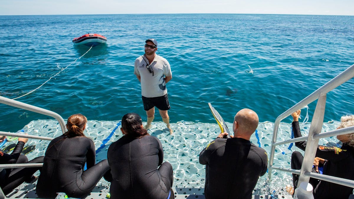 Snorkelers about to enter the water from the back platform of the boat