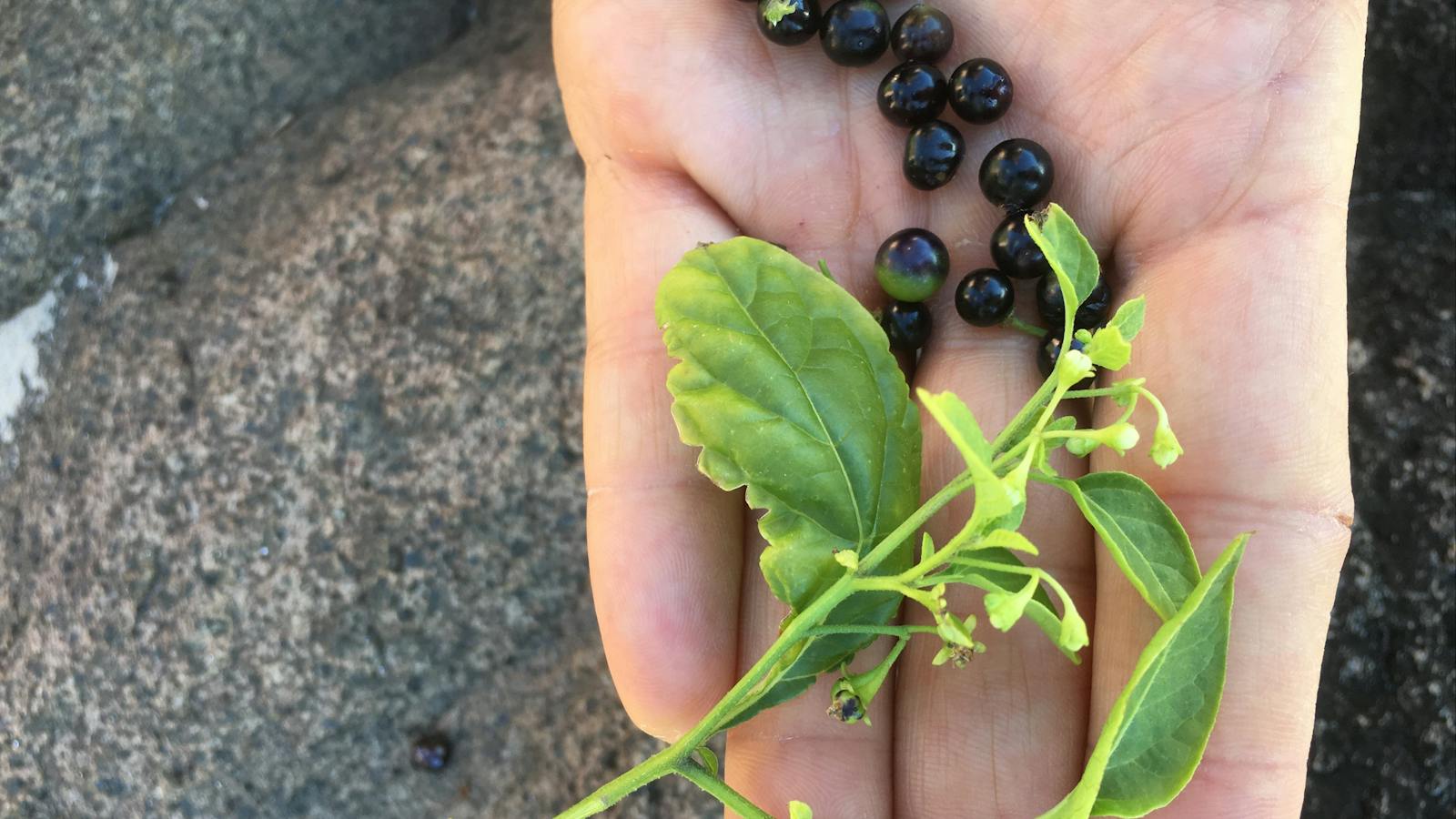 Bush food hunting