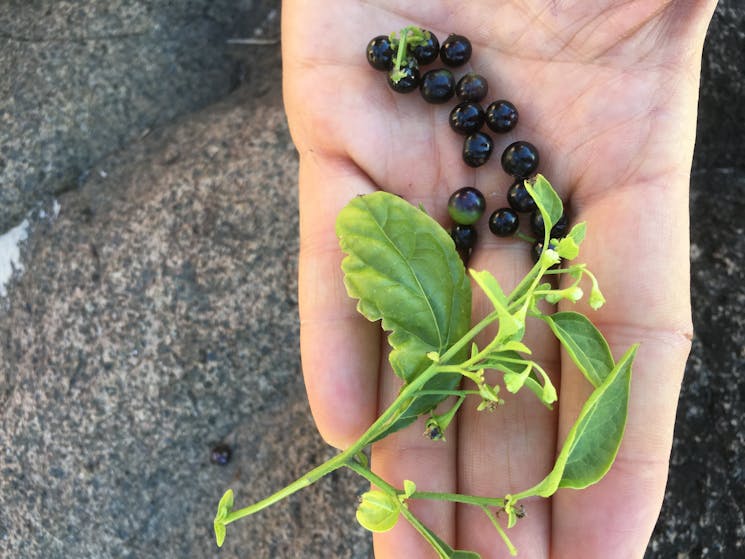 Bush food hunting