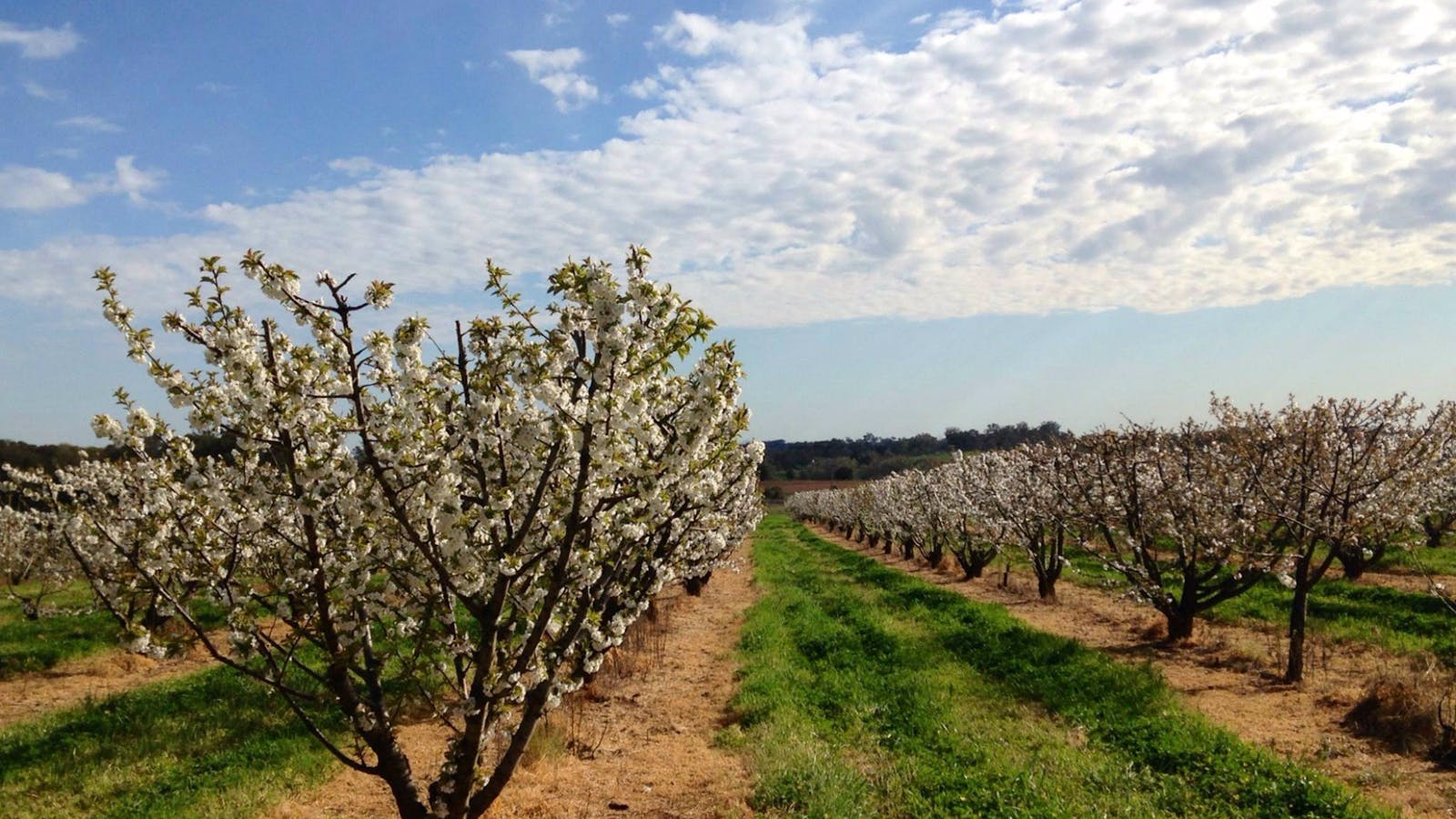 Main Range Orchards