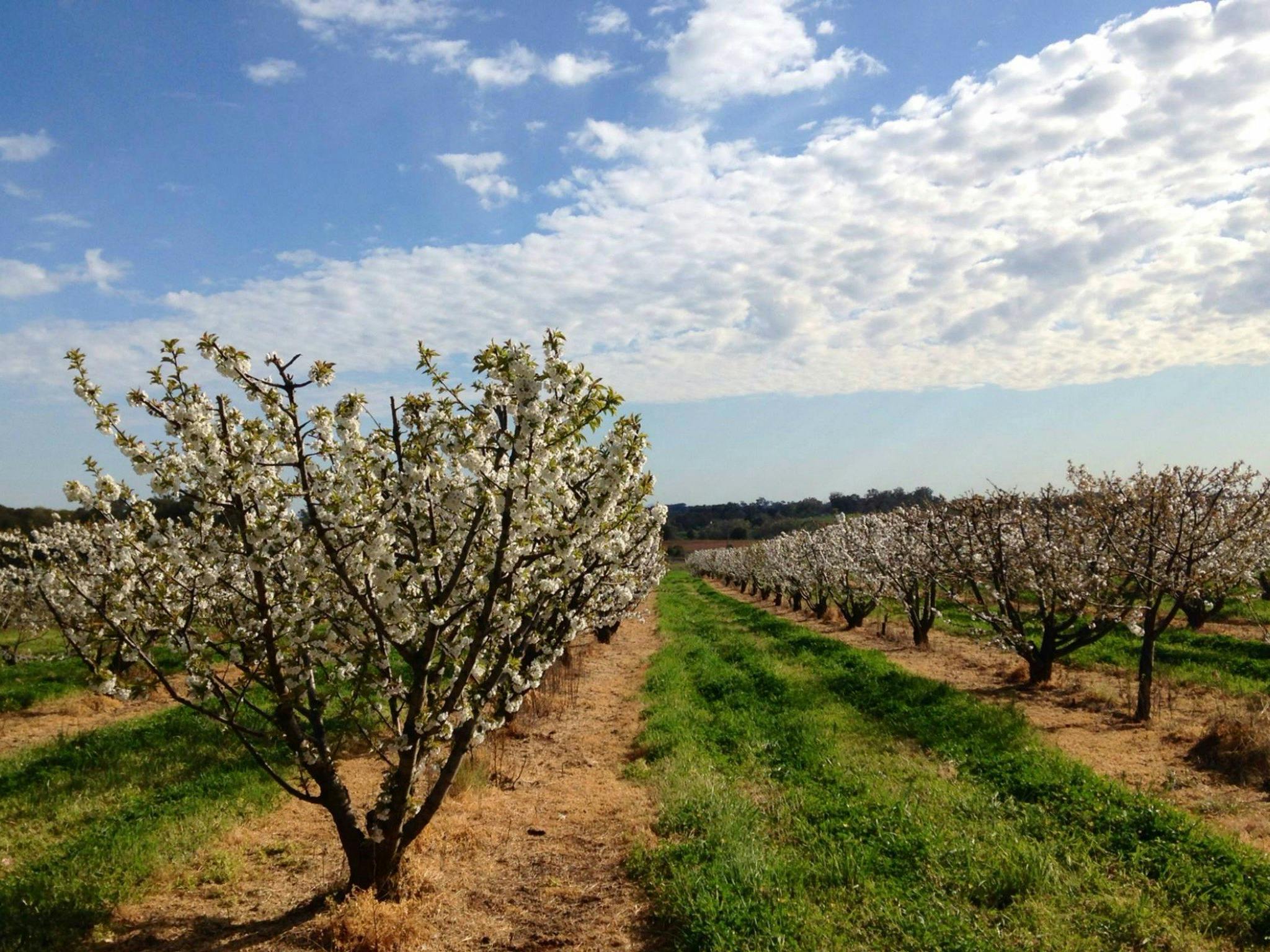 Discover The Ultimate Apple-Picking Adventure In Edmonton: A Guide To Local Orchards