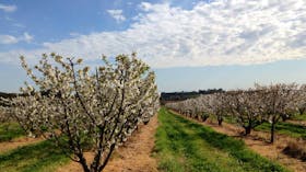 Main Range Orchards
