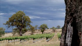 Fernfield Wines