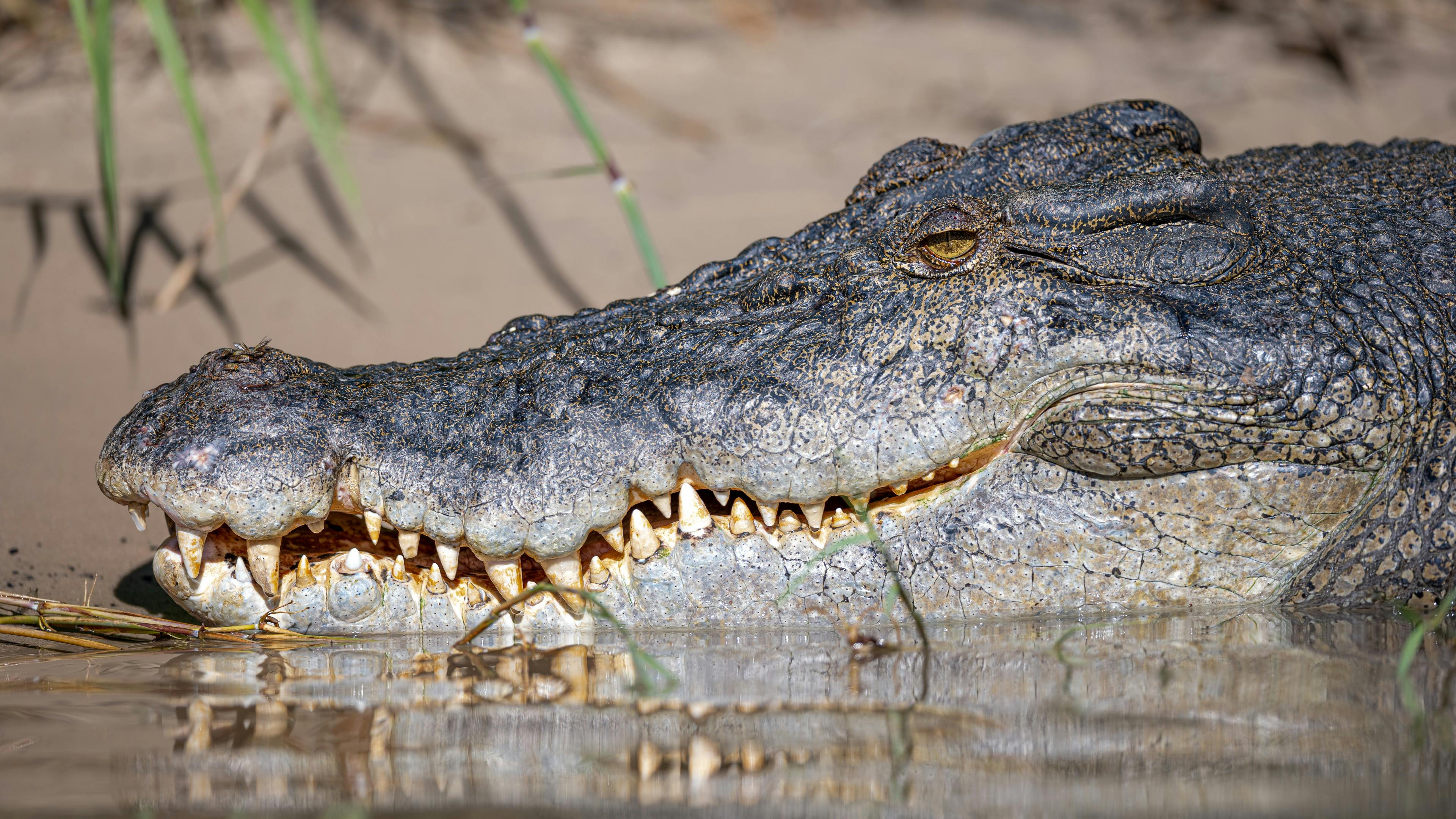 WILDFOTO Half Day Private Boat Safaris