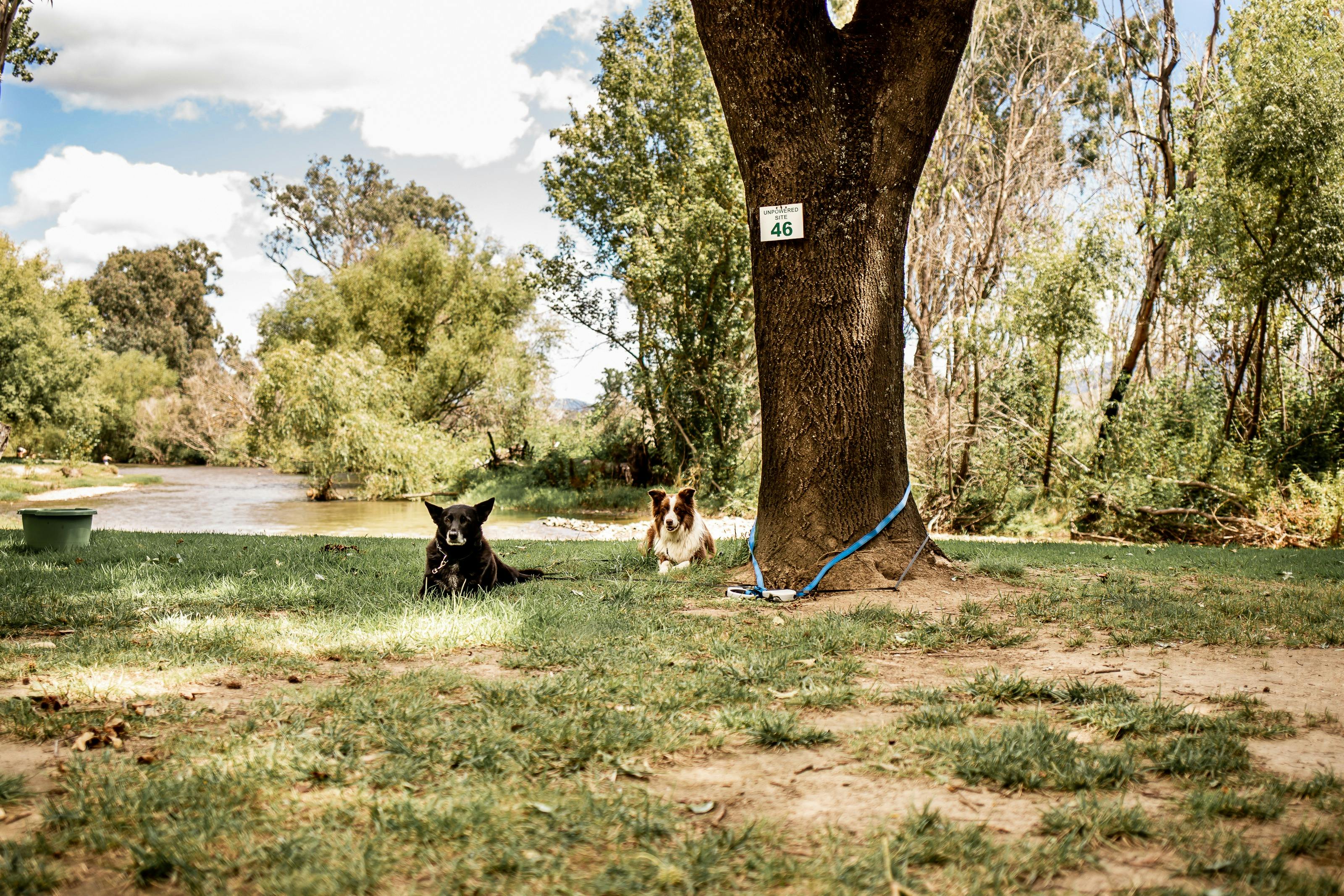 dogs on creek