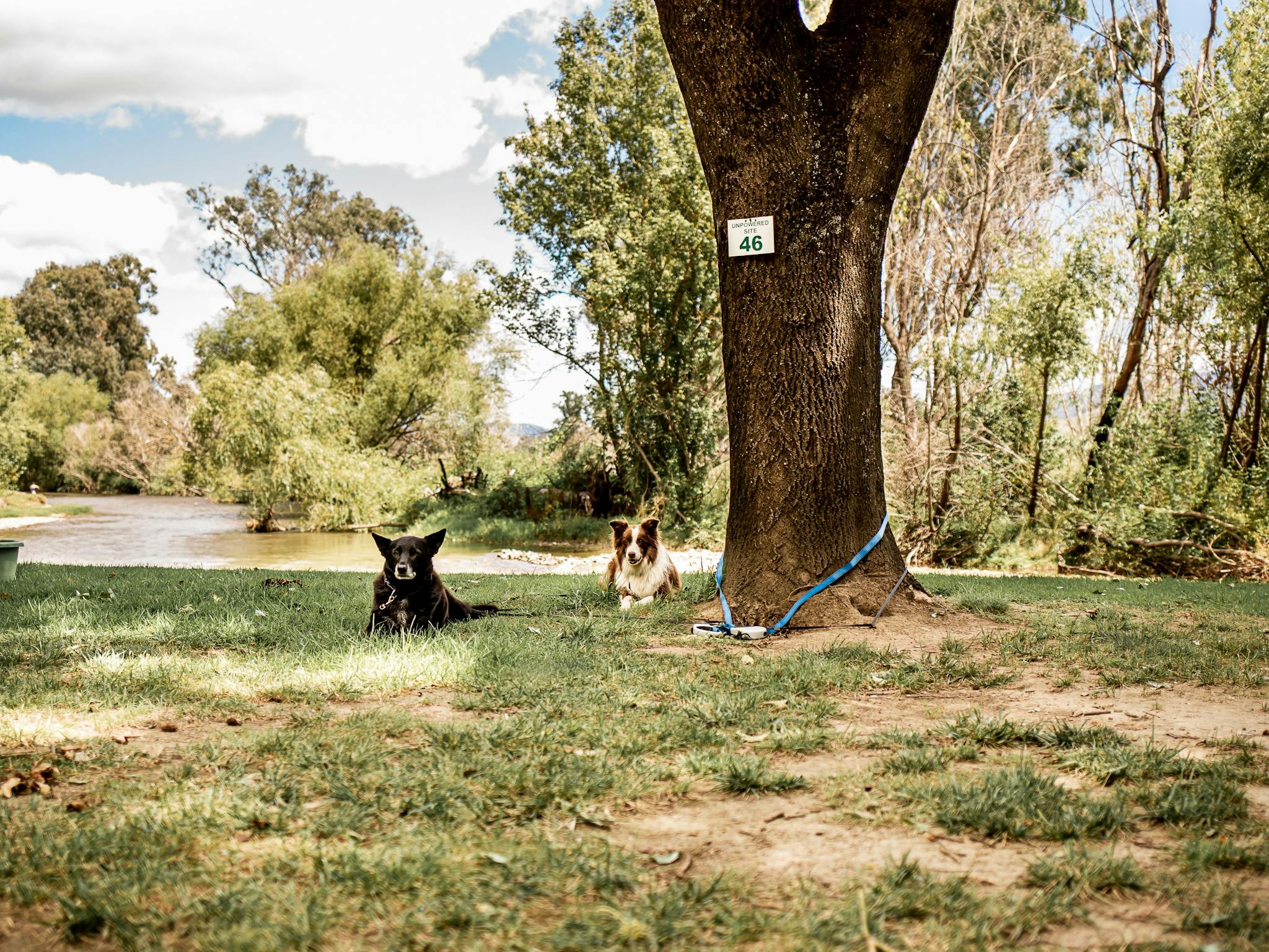 dogs on creek