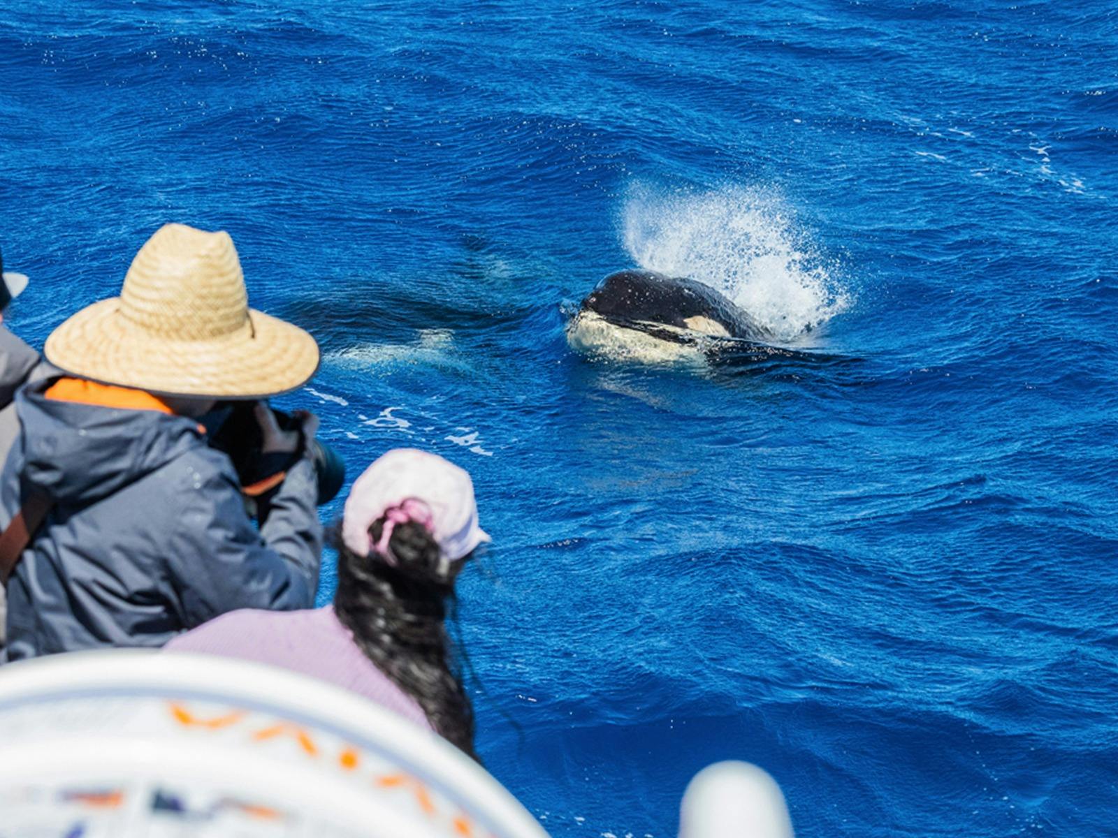 Killer Whale Tour