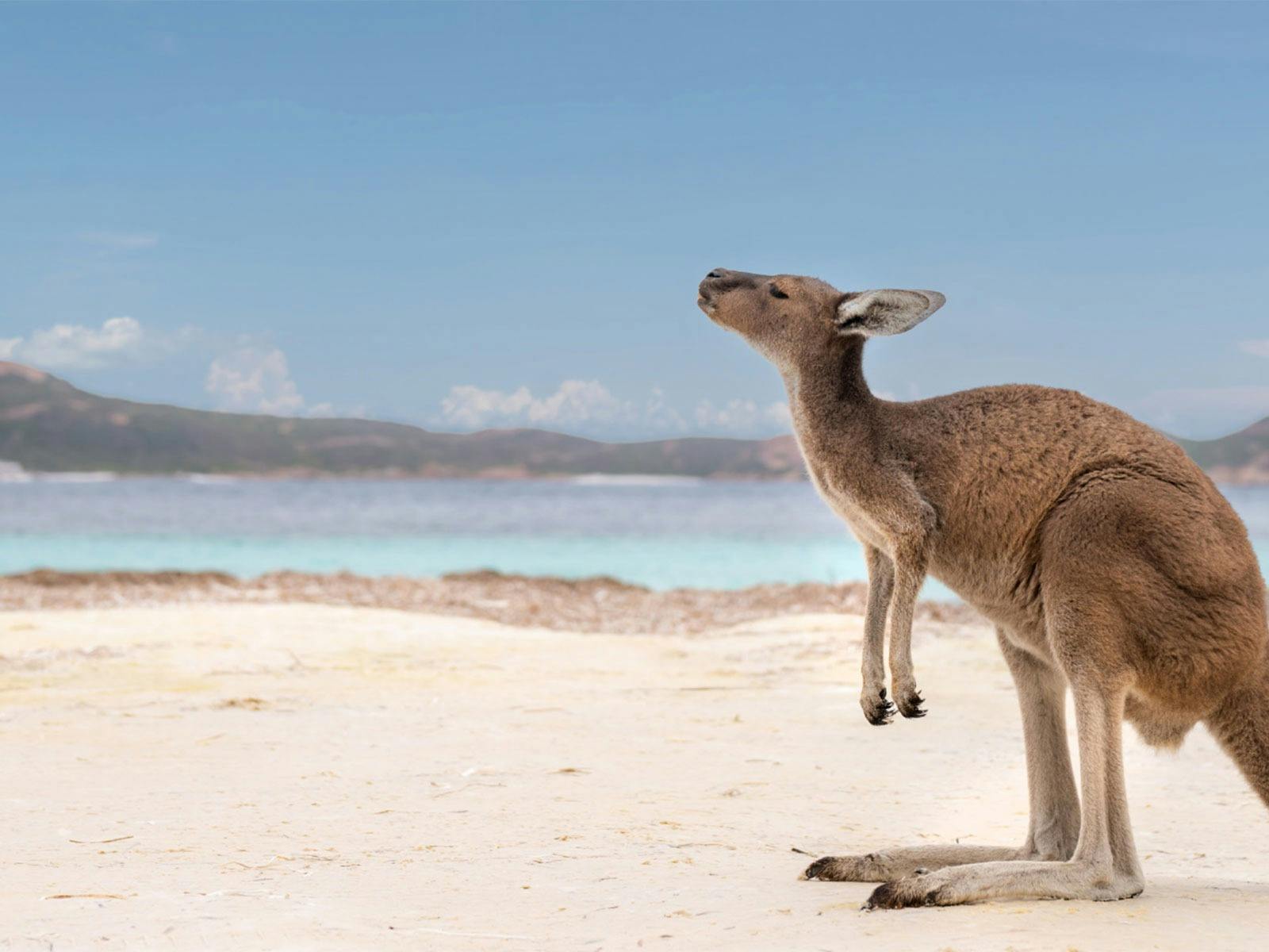 Kangaroo in Lucky Bay
