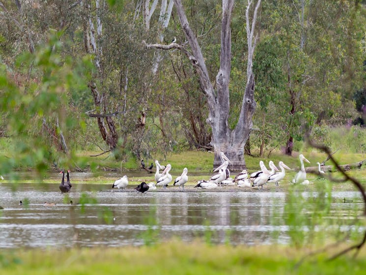 Great Outdoors_Wonga Wetlands_parks and wildlife_pelicans_John Russell.jpg