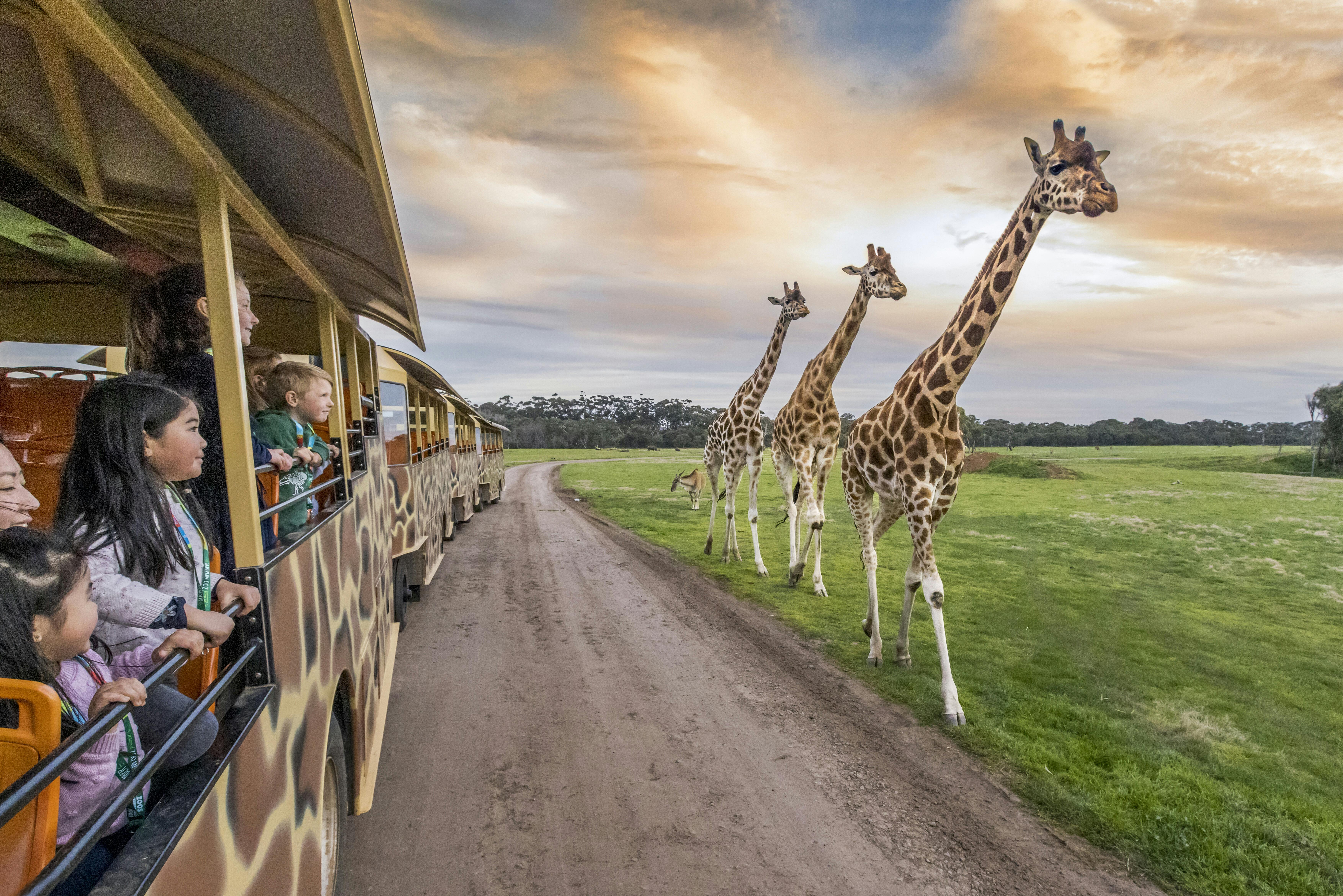 Sunset Safari