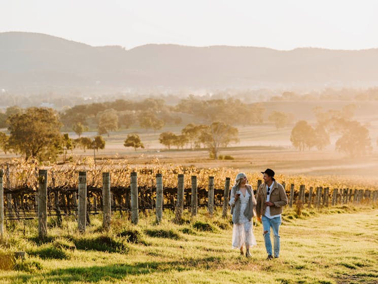 vineyard view sunset